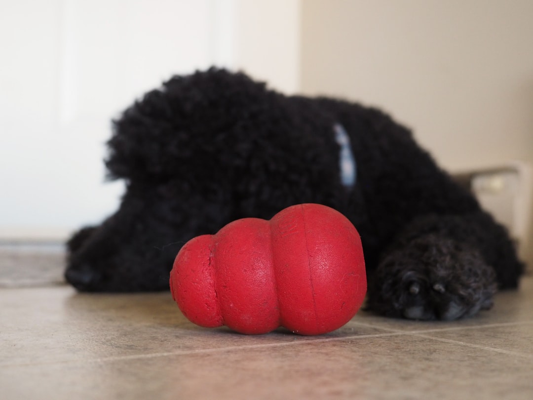 A Kong with a black dog sleeping in the background.